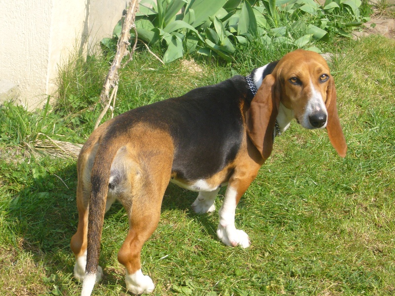 CH. Fleurette Des terres du doux lieu