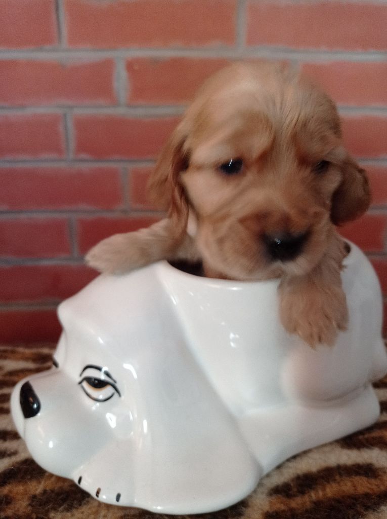 Du val des terrils - Chiots disponibles - Cocker Spaniel Anglais
