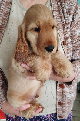 Arnold Boy