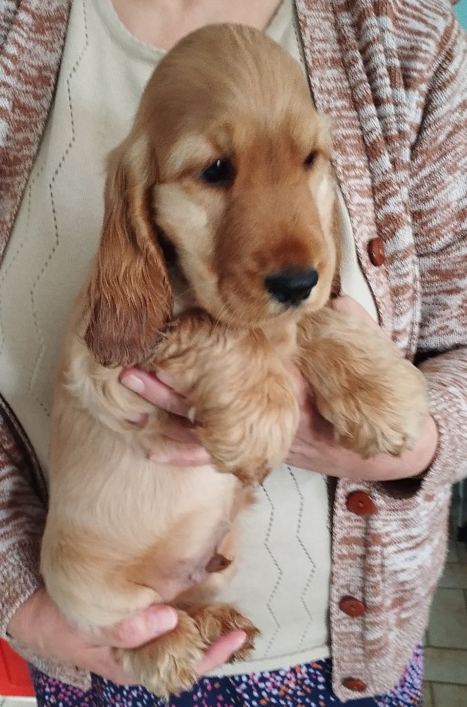 Du val des terrils - Chiots disponibles - Cocker Spaniel Anglais